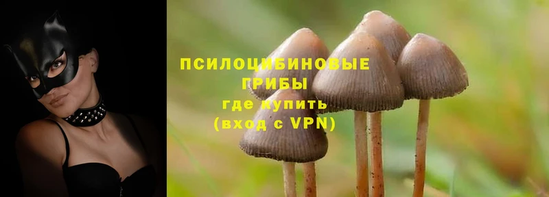 Псилоцибиновые грибы Psilocybine cubensis  MEGA как войти  Медынь 